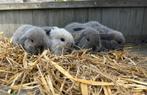 Nederlandse hangoordwerg / dwerg konijn, Dieren en Toebehoren, Konijnen, Dwerg