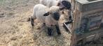 Raszuivere Hampshire-schapen te koop, Dieren en Toebehoren, Schapen, Geiten en Varkens