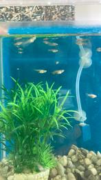 Baby guppy’s