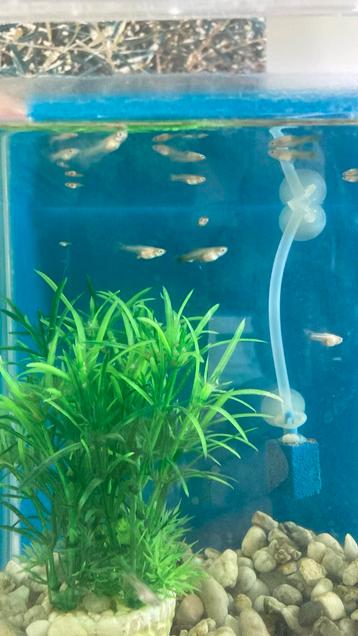 Baby guppy’s  beschikbaar voor biedingen