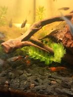 Guppies Endler, Enlèvement, Neuf, Autres types