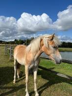 Poulain PP Haflinger, Dieren en Toebehoren, Paarden, Minder dan 160 cm, Niet van toepassing, 0 tot 2 jaar, Hengst