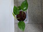 Epipremnum aureum stekjes, Huis en Inrichting, Kamerplanten, Overige soorten, In pot, Minder dan 100 cm, Groene kamerplant