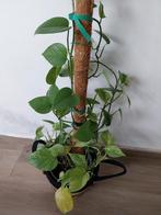 Iemand iets te ruil, Huis en Inrichting, Kamerplanten, Ophalen of Verzenden