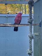 roze kaketoe, Dieren en Toebehoren, Mannelijk, Papegaai, Geringd