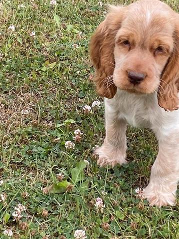 Engelse cocker pups beschikbaar voor biedingen