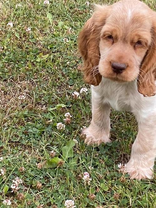 Engelse cocker pups, Dieren en Toebehoren, Honden | Retrievers, Spaniëls en Waterhonden, Meerdere dieren, Spaniël, Fokker | Professioneel