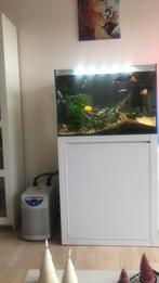 Aquarium met Afrikaanse cichliden, Dieren en Toebehoren, Vis, Zoetwatervis