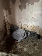 Mooie postduiven, Dieren en Toebehoren