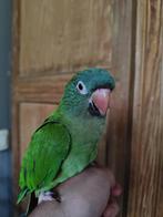 Conure a tête bleu eam, Dieren en Toebehoren, Mannelijk, Papegaai