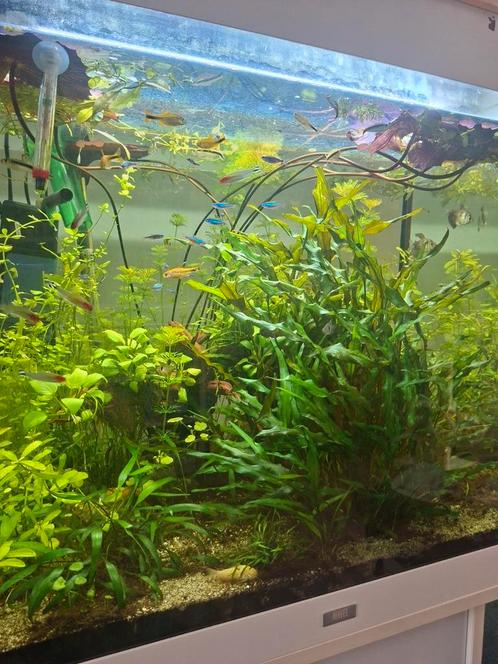 Tropische vissen en planten, Dieren en Toebehoren, Vissen | Aquariumvissen, Zoetwatervis, Vis