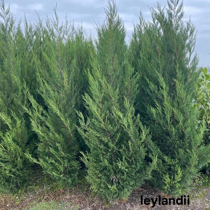 Leylandii!, Tuin en Terras, Planten | Struiken en Hagen, Beukenhaag, Ophalen