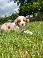 "Australische herder"alleen Belgische pootjes hier geboren., Dieren en Toebehoren, Honden | Herdershonden en Veedrijvers, België