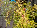 Diverse fruitbomen, Tuin en Terras, Planten | Tuinplanten, Ophalen