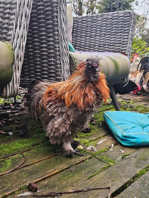 Zijdehoen haan, Dieren en Toebehoren, Pluimvee