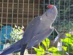 Vogels, Dieren en Toebehoren, Meerdere dieren, Parkiet, Geringd