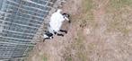 Geiten te koop, Dieren en Toebehoren