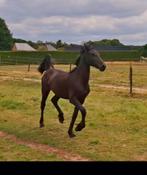 Friese merrie, Dieren en Toebehoren, Paarden, 0 tot 2 jaar, 160 tot 165 cm, Recreatiepaard, Merrie