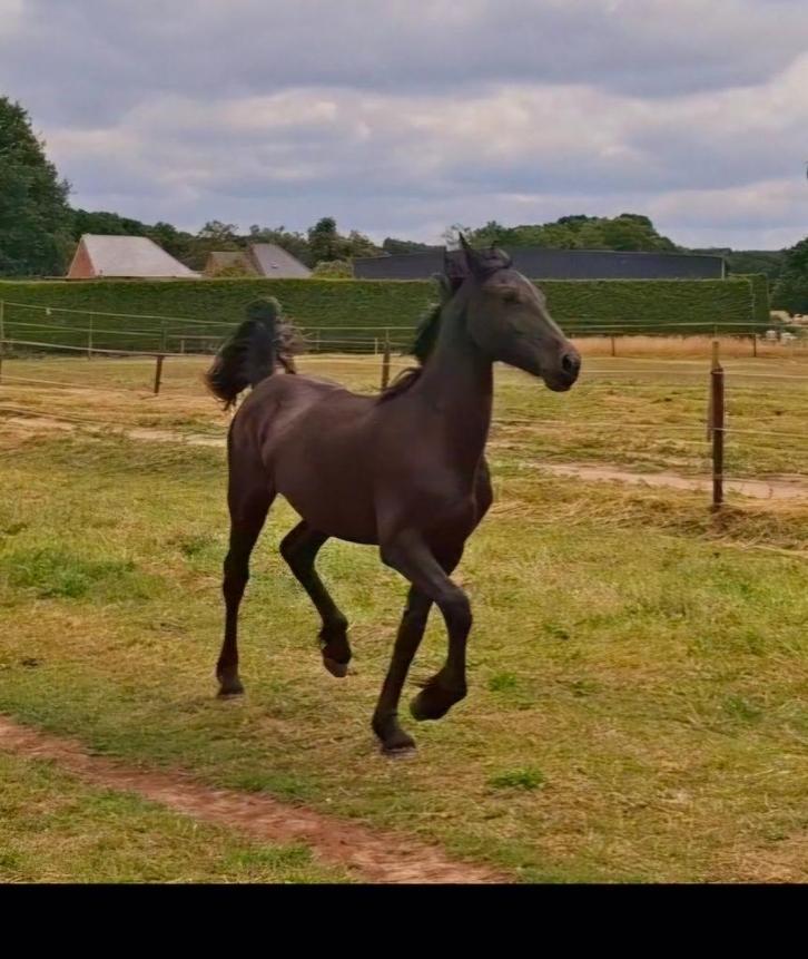 Friese merrie, Dieren en Toebehoren, Paarden, Merrie, 160 tot 165 cm, 0 tot 2 jaar, Recreatiepaard, Gechipt, Ontwormd, Ingeënt