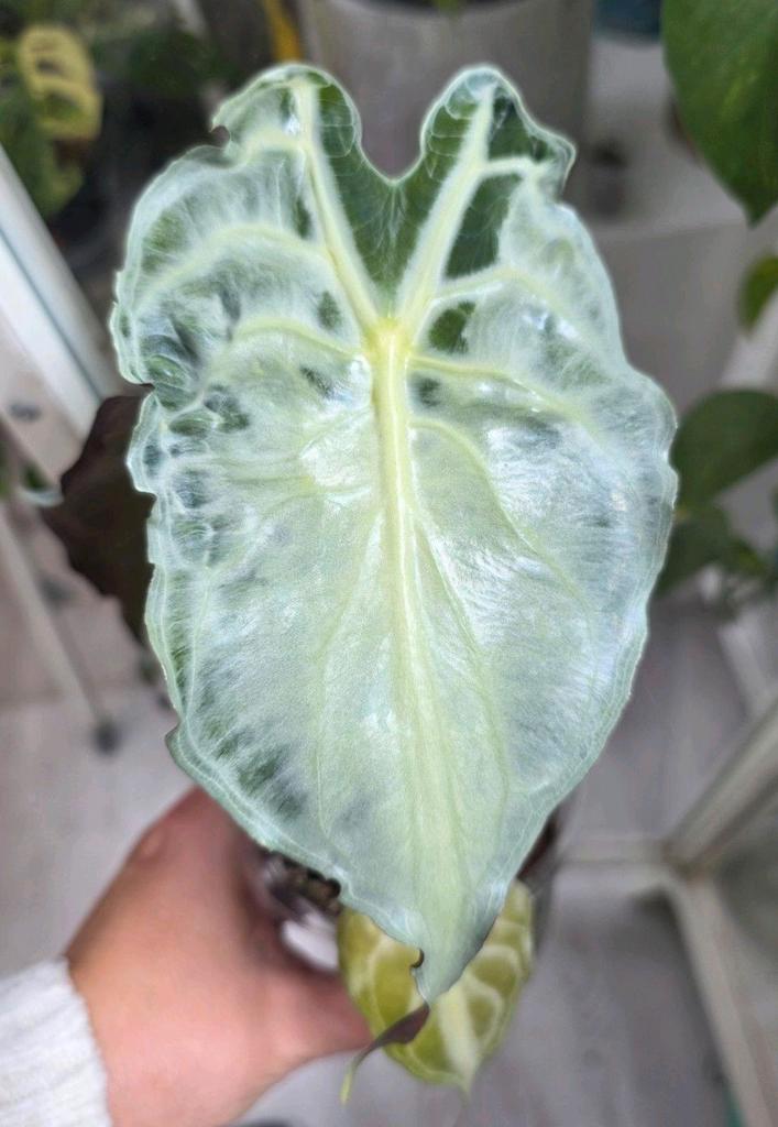 Alocasia venom knollen te koop, Huis en Inrichting, Kamerplanten, Ophalen