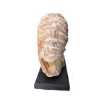 Gigantisch ammonietfossiel – een prehistorische schat, Verzamelen, Ophalen of Verzenden, Fossiel