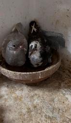 Jonge postduiven lees de omschrijving, Dieren en Toebehoren