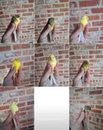 Mooie, verzorgde kanariepopjes 2025 uit buitenvoilière, Dieren en Toebehoren, Vogels | Kanaries