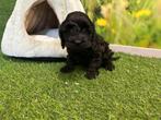 Nestje Cockapoo pups, Dieren en Toebehoren, België, 8 tot 15 weken, CDV (hondenziekte), Meerdere