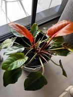 Philodendron Prince of orange, Maison & Meubles, Plantes d'intérieur, En pot, Plante verte, Enlèvement, Moins de 100 cm
