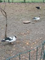 Barbarie Eenden, Dieren en Toebehoren, Pluimvee, Meerdere dieren, Eend