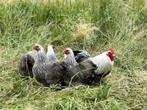 Cochin kriel kippen Zilverpatrijs, gesekst en ingeënt, Dieren en Toebehoren, Pluimvee, Vrouwelijk, Kip