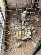 Verkoop kanaries 24 stuks, Dieren en Toebehoren, Meerdere dieren, Kleurkanarie