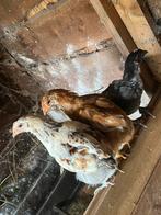 Haan legkip, Dieren en Toebehoren