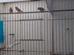 Sijsjes, Dieren en Toebehoren, Vogels | Overige Vogels, Wildzangvogel, Geringd