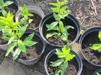 Forsythia  plantjes zijn al goed geworteld, Jardin & Terrasse, 100 à 250 cm, Enlèvement, Autres espèces, Arbuste