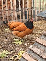 Vorwerk haan, Dieren en Toebehoren, Pluimvee