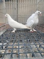 Takla baby, Dieren en Toebehoren, Vogels | Duiven