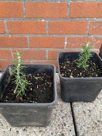 Rosmarinus Officinalis beschikbaar voor biedingen