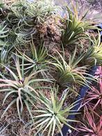 Tillandsia Ionantha Vert, Maison & Meubles, Plantes d'intérieur, Enlèvement ou Envoi