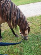 Halve stal, Dieren en Toebehoren