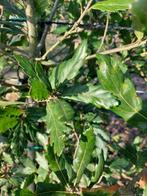 Quercus pseudoturneri (Turnereik), Tuin en Terras, In pot, Lente, Zuilboom, Volle zon