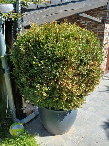 Buxus in een pot  beschikbaar voor biedingen