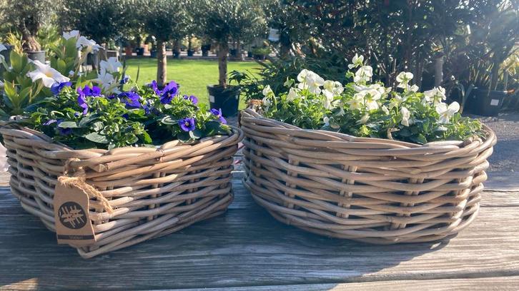 Cadeautip - nog geen geschenk?, Tuin en Terras, Planten | Tuinplanten, Ophalen