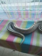 Ball python vrouw butter, Dieren en Toebehoren, Slang, Tam, 3 tot 6 jaar