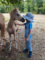 Zeer mooi palomino Welsh merrieveulen grote C maat, Dieren en Toebehoren