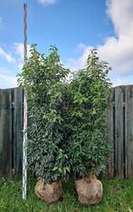 Laurier portugais Prunus lusitanica Angustifolia, Jardin & Terrasse, Plantes | Arbustes & Haies, Laurier, Enlèvement, Arbuste
