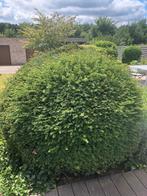 Taxus gratis, Tuin en Terras, Planten | Struiken en Hagen, Ophalen, Taxus, Struik, 100 tot 250 cm