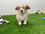 Welsh Corgi pup, België, Reu, 8 tot 15 weken, CDV (hondenziekte)
