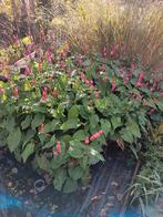 Persicaria, Enlèvement, Plante fixe