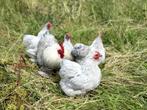 Cochin kriel kippen Parelgrijs, gesekst en ingeënt, Dieren en Toebehoren, Pluimvee, Vrouwelijk, Kip
